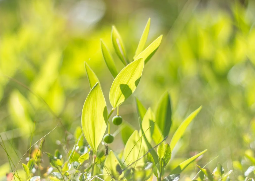 green leaves