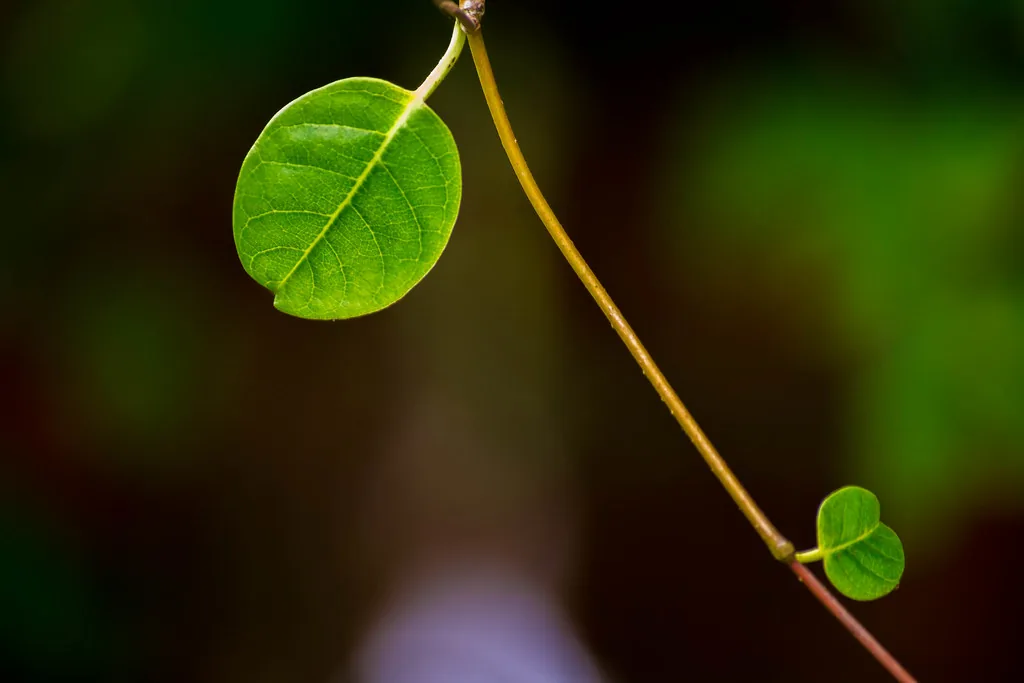 green leaves