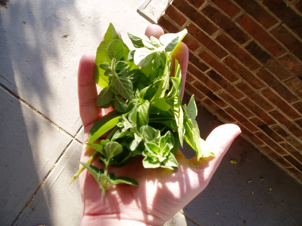 fresh herbs